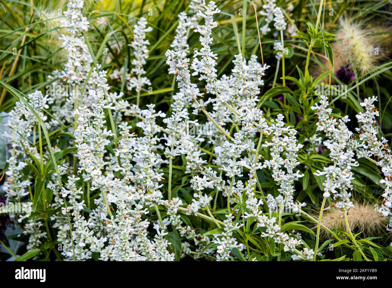 Calluna vulgaris, weiße calluna, Besenblume Stockfoto