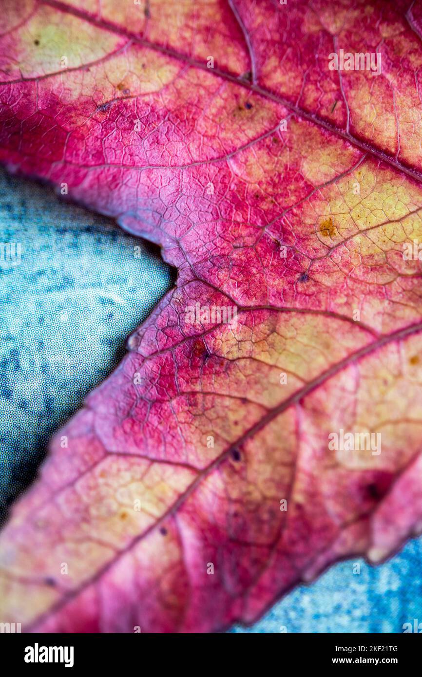 Detail von einem herbstlichen Blatt Stockfoto