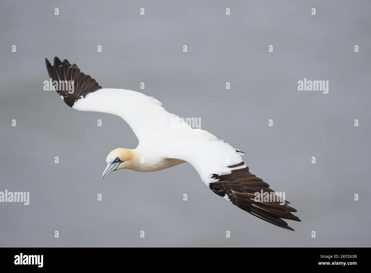 Nördlicher Gannet Morus bassanus, ein 4.-jähriger Vogel, der während des Fluges ein Gefieder des oberen Flügels zeigt, Yorkshire, Großbritannien, September Stockfoto