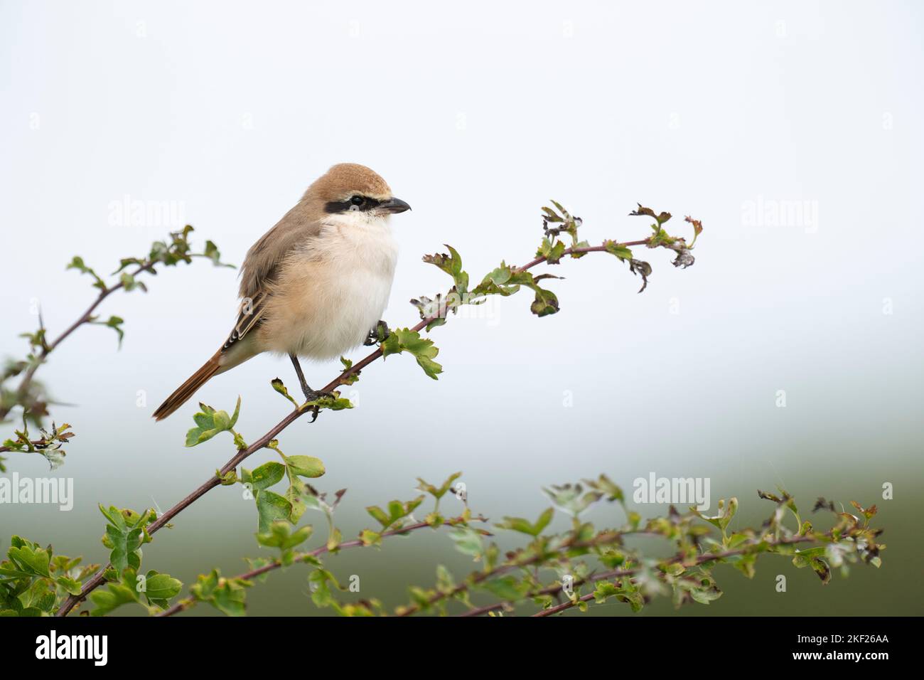 Rotschwanzwürger Lanius phoenicuroides, eine Seitenansicht eines einzelnen erwachsenen Vogels, der auf einem kleinen Weißdornbusch auf Ackerland thront, Yorkshire, Großbritannien, August Stockfoto