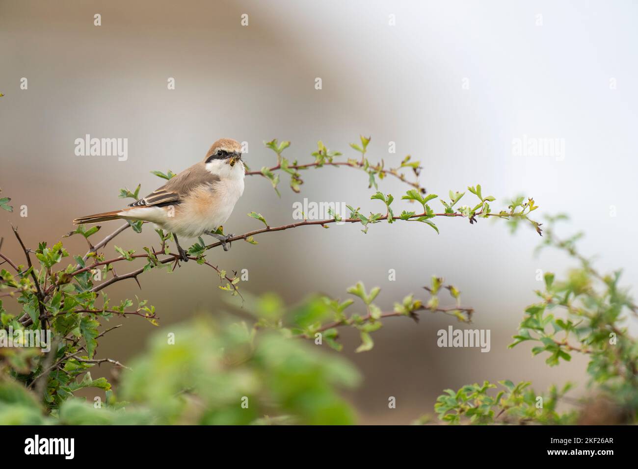 Rotschwanzwürger Lanius phoenicuroides, eine Seitenprofilansicht eines einzelnen erwachsenen Vogels mit einer kürzlich gefangenen Wespe, die auf einem kleinen Weißdornbusch steht Stockfoto