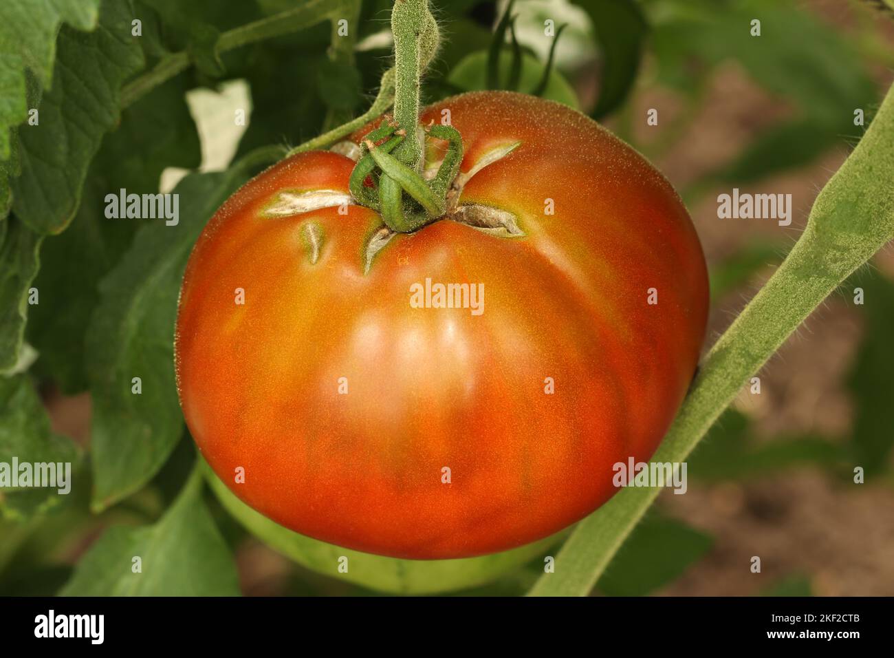 Zerbrochene Tomatenfrüchte. Große rote reife Tomate mit rissiger Haut. Nahaufnahme einer zerrissenen Tomate auf einer Pflanze. Risse durch unregelmäßiges Bewässern. Stockfoto
