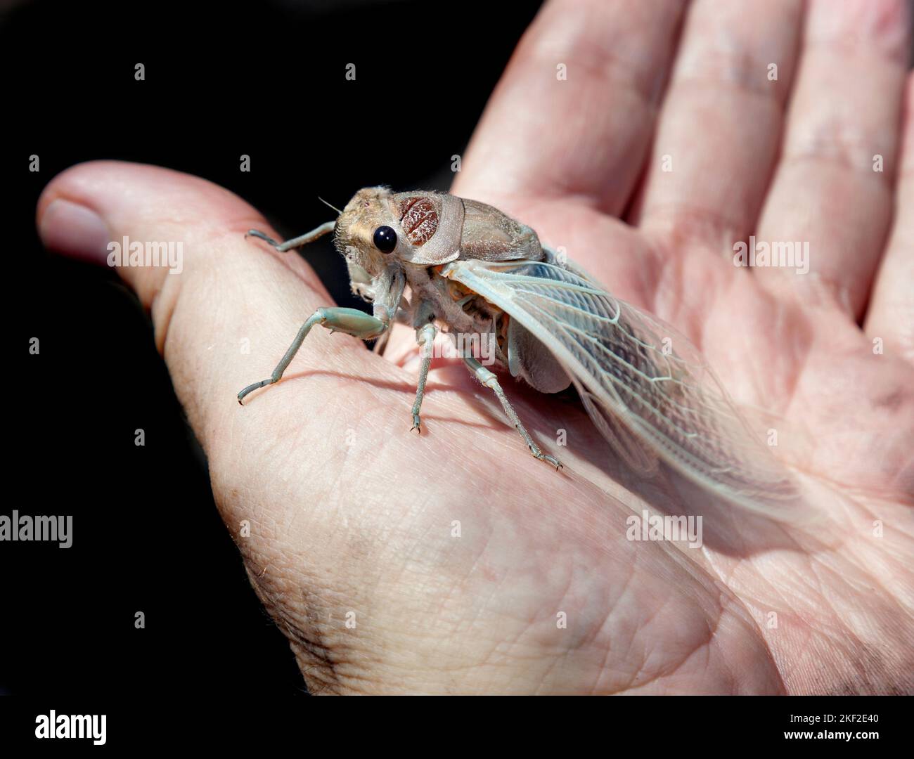 Zikaden sind die lautesten Insekten der Welt und es gibt mehr als 200 Arten in Australien. Es wird angenommen, dass der Klang von einigen kommunalen produziert Stockfoto