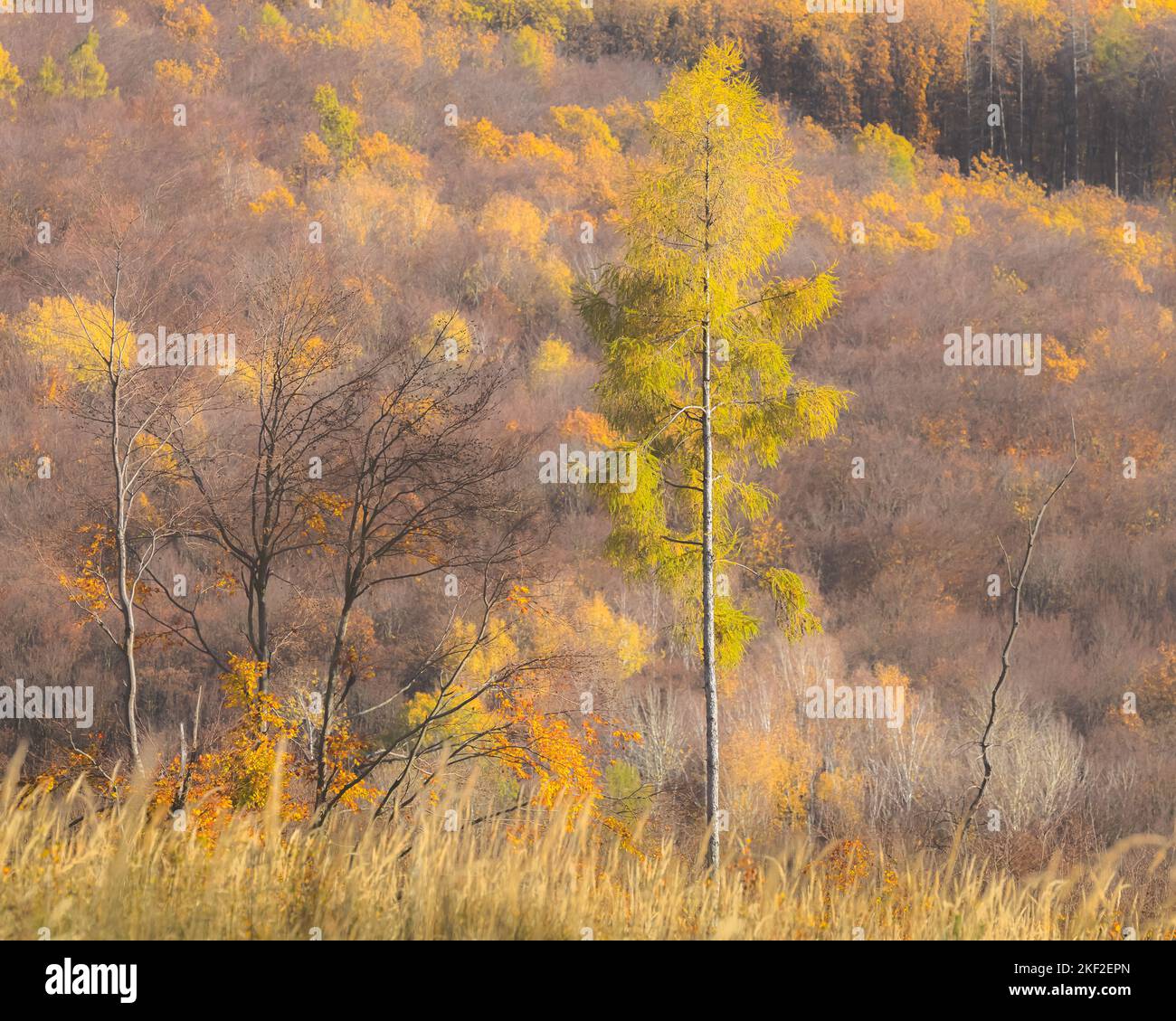 Ein goldener Baum auf einem Hügel während des Herbstes in Südmähren, Tschechische Republik. Stockfoto