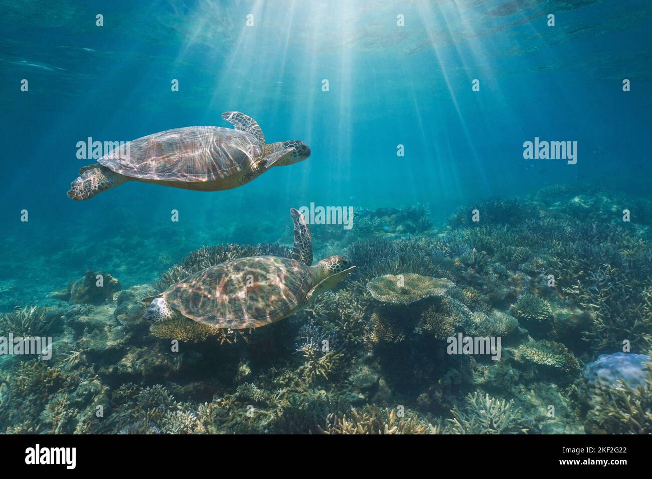 Unterwassersonnenlicht mit zwei grünen Meeresschildkröten in einem Korallenriff, Südpazifik, Neukaledonien Stockfoto