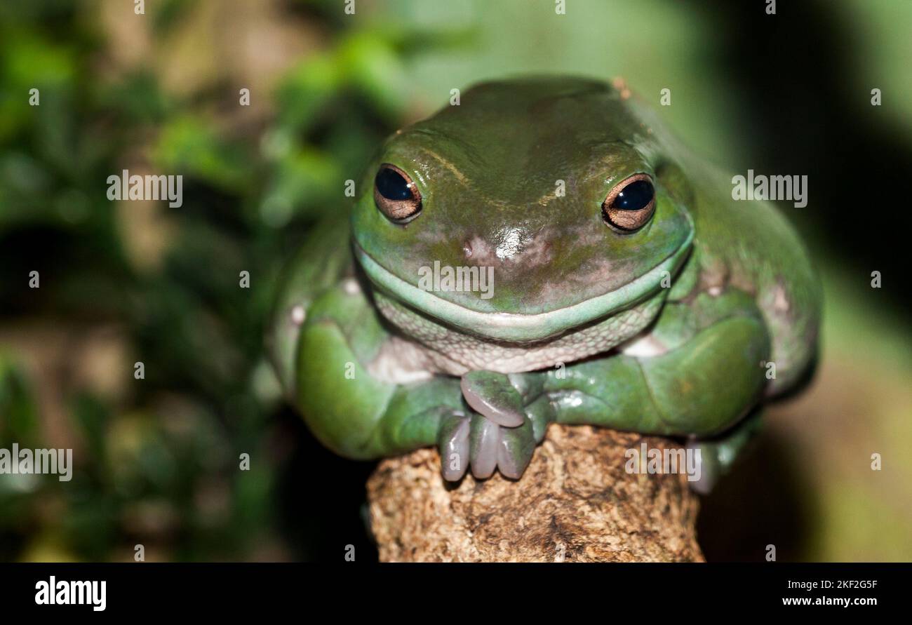Ein grüner Frosch in der natürlichen Umgebung, Australien Stockfoto