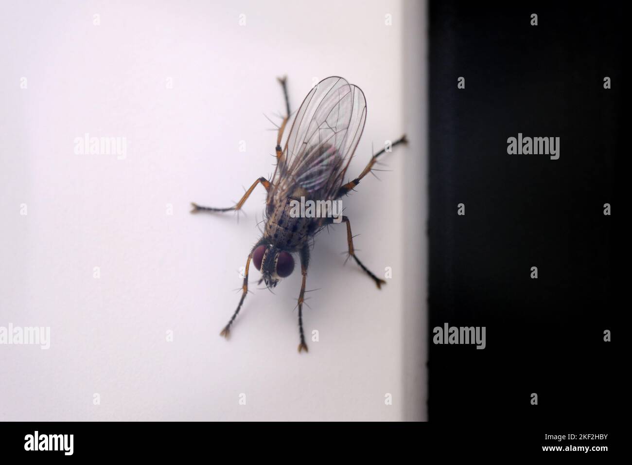 Fliegen Sie hoch oben auf der UPVC-Tür. Ich sehe, wie ich es fotografiere. Makrobild fliegender Insekten. Stockfoto