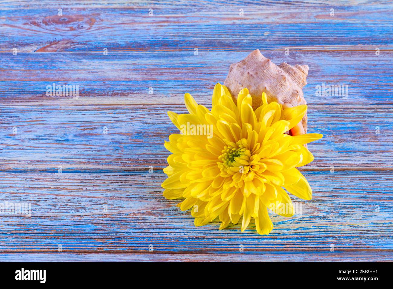 Gelbe Blume einer Chrysantheme mit Muschelschale, selektiver Fokus. Stillleben auf einem hölzernen Hintergrund mit Platz für Text Stockfoto