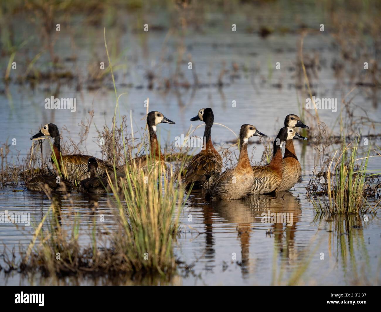 Eine kleine Gruppe von White-Faced Whistling Ducks (Dendrocygna viduata) am Chobe River in Botswana, Afrika Stockfoto