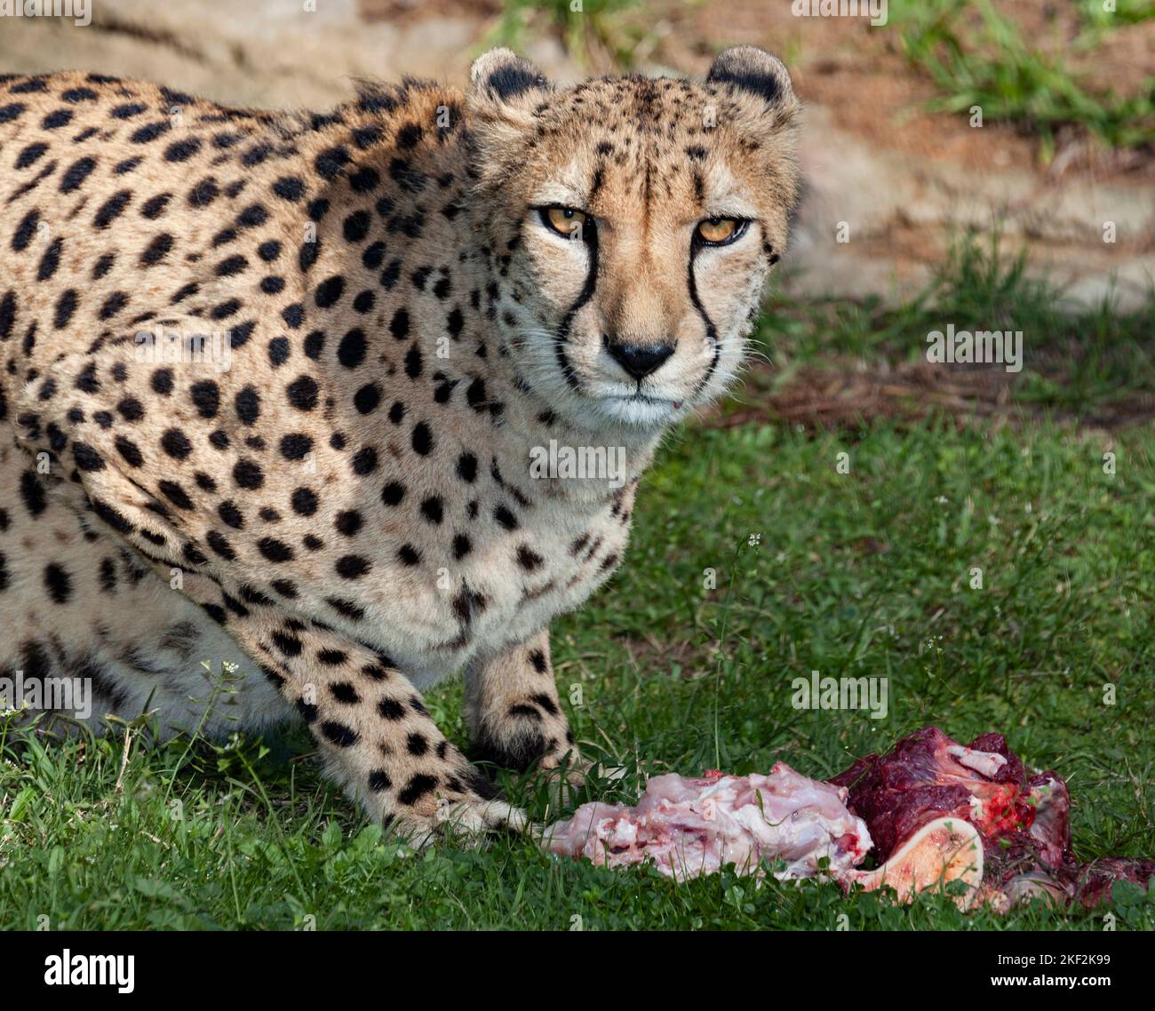 Die Gepard ist eine große Katze, die in Afrika und im zentralen Iran beheimatet ist. Es ist das schnellste Landtier, das schätzungsweise 80 bis 128 km/h laufen kann Stockfoto