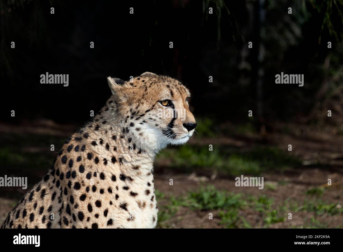 Die Gepard ist eine große Katze, die in Afrika und im zentralen Iran beheimatet ist. Es ist das schnellste Landtier, das schätzungsweise 80 bis 128 km/h laufen kann Stockfoto