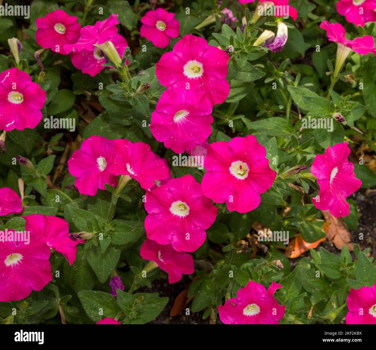 Convolvulaceae, allgemein bekannt als die Familie der Bindenweed oder Morning Glory, meist krautige Reben, aber auch Bäume, Sträucher und Kräuter, und auch darunter Stockfoto