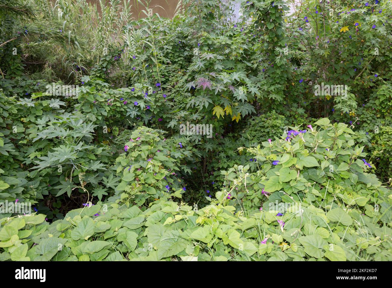 Convolvulaceae, allgemein bekannt als die Familie der Bindenweed oder Morning Glory, meist krautige Reben, aber auch Bäume, Sträucher und Kräuter, und auch darunter Stockfoto