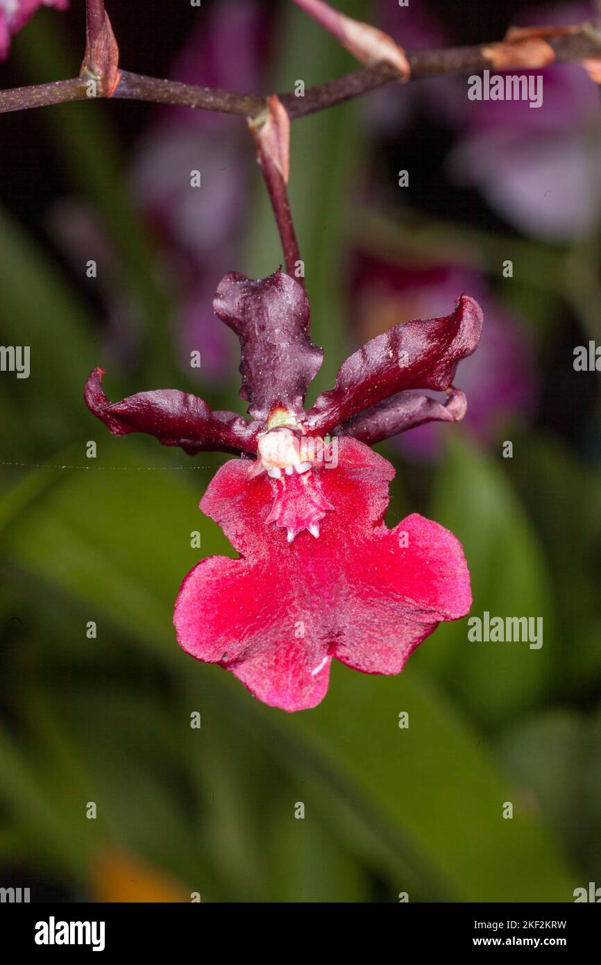 Oncidium-Orchideen wurden erstmals offiziell von Olaf Swartz, einem schwedischen Botaniker, im Jahr 1800 beschrieben.im Volksmund bekannt für die Spitznamen Dancing Lady Stockfoto