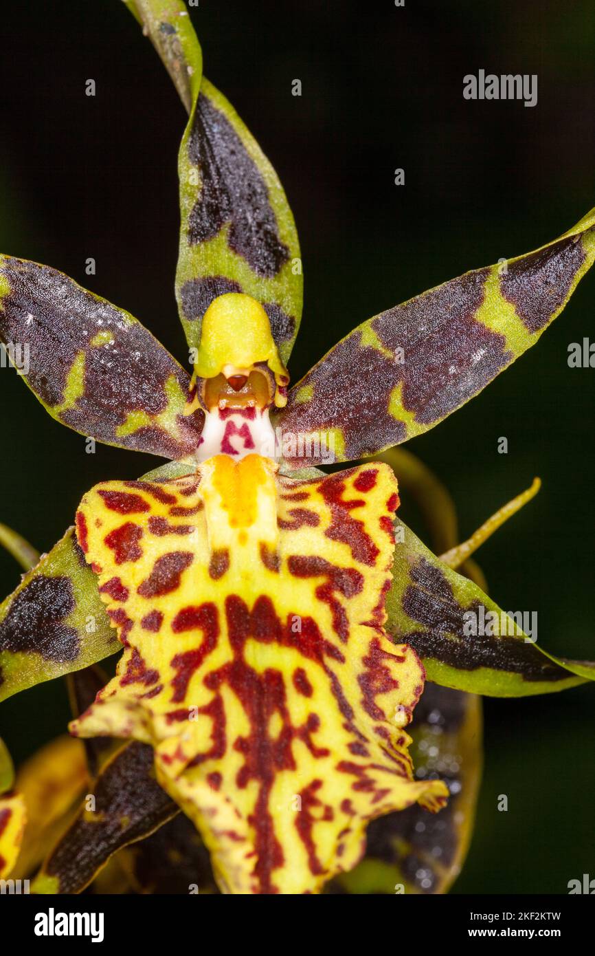 Oncidium-Orchideen wurden erstmals offiziell von Olaf Swartz, einem schwedischen Botaniker, im Jahr 1800 beschrieben.im Volksmund bekannt für die Spitznamen Dancing Lady Stockfoto