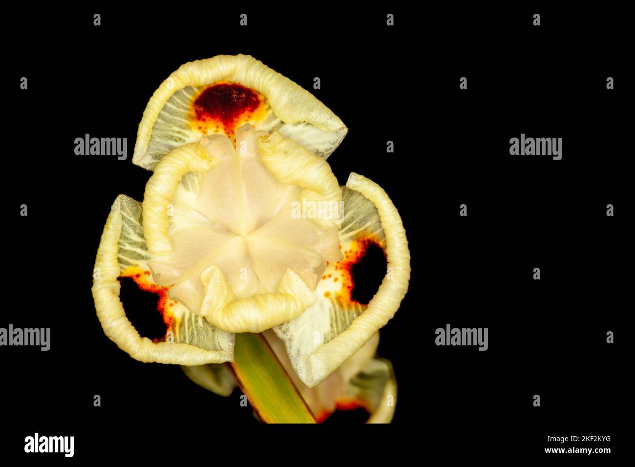 Dietes bicolor, die afrikanische Iris, vierzehn Tage Lilie oder gelbe wilde Iris, ist eine klumpenbildende rhizomatöse mehrjährige Pflanze mit langen Schwert-wie immergrünen pa Stockfoto