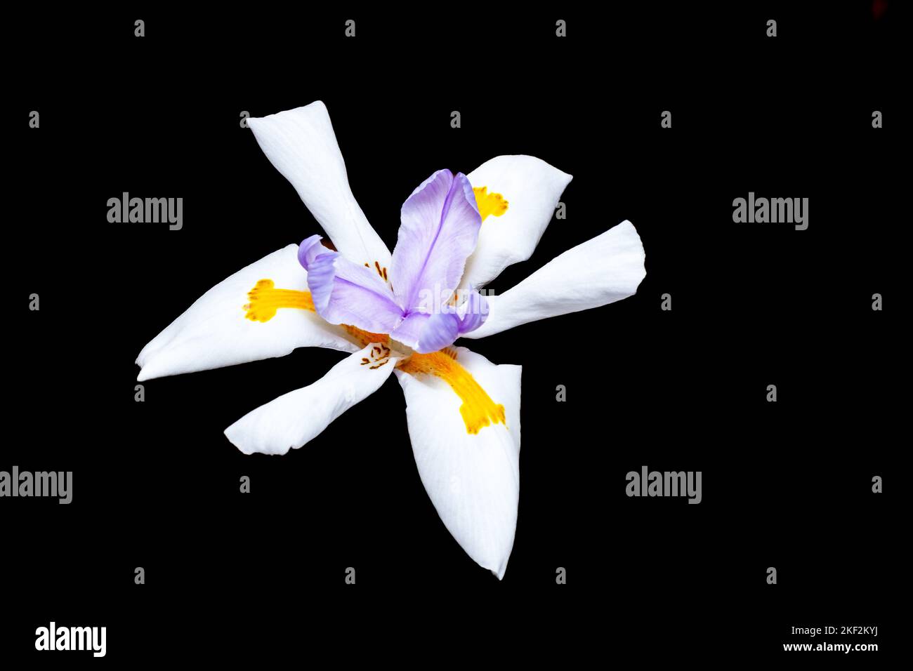 Dietes grandiflora, die große wilde Iris, afrikanische Iris oder
