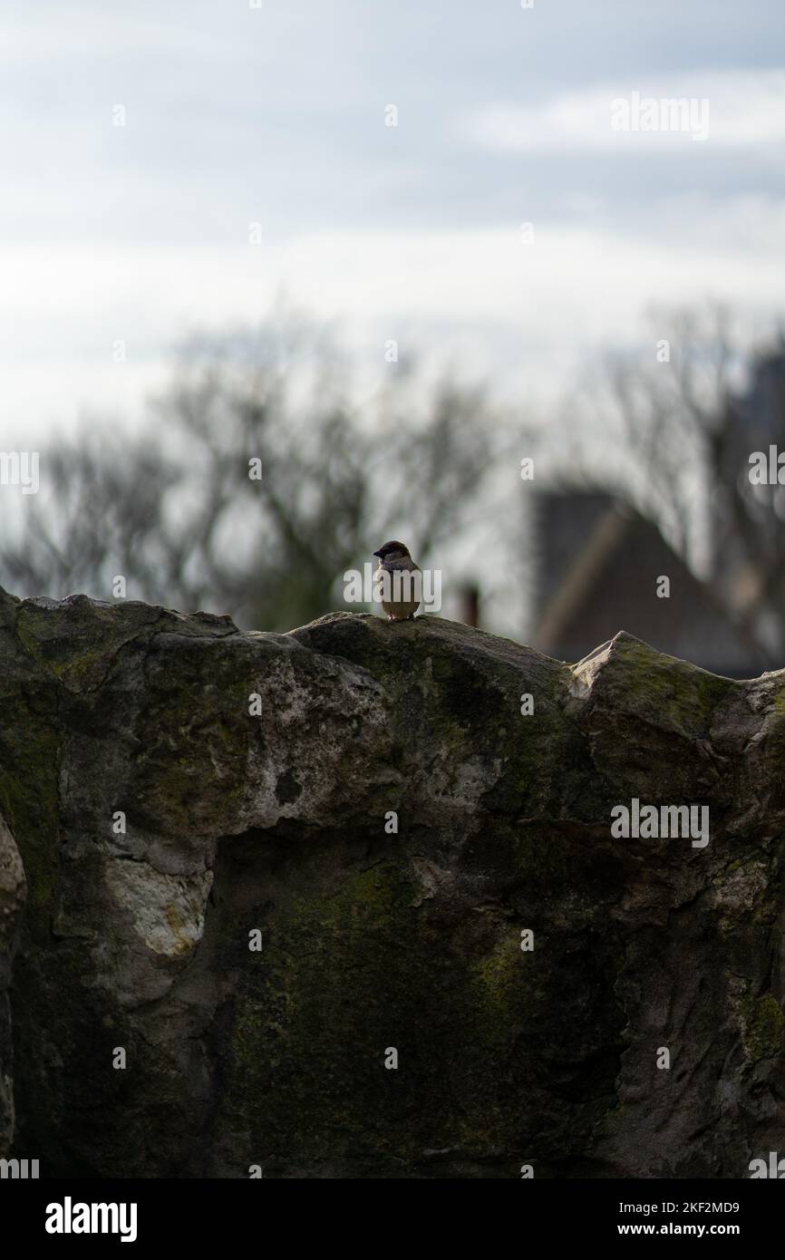 Ein Spatz der Alten Welt (Passeridae), der auf einem moosbedeckten Felsen auf verschwommenem Hintergrund thront Stockfoto