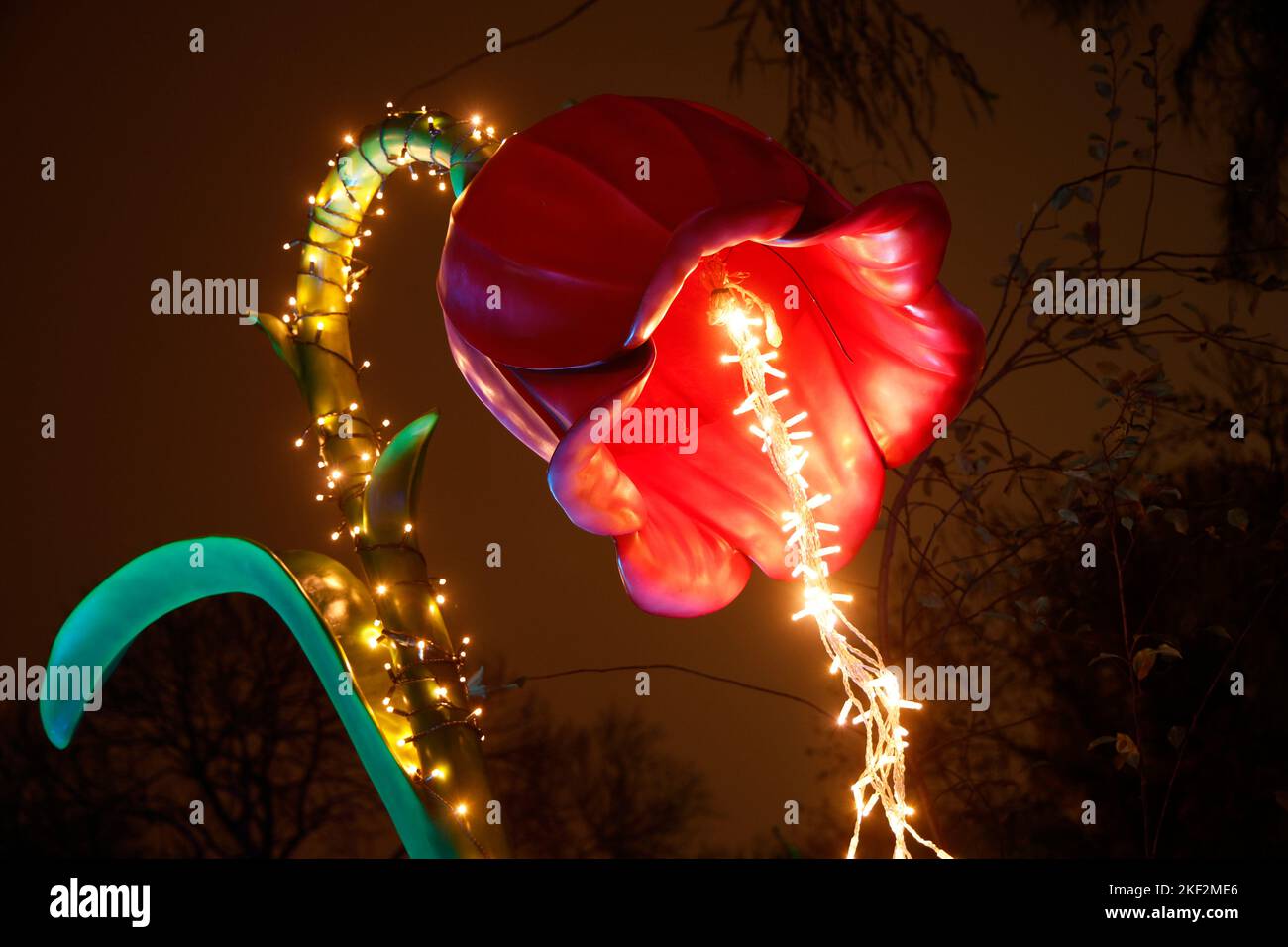 Am 15. November 2022 werden am Eingang des Botanischen Gartens in Warschau, Polen, Blumen mit LED-Beleuchtung angezeigt. Der botanische Garten von Th Stockfoto