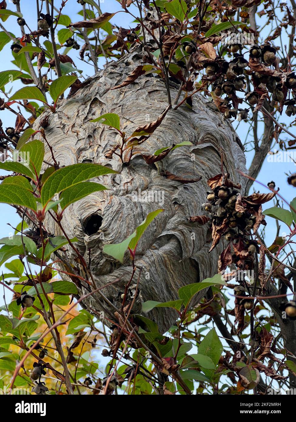 Großes Hornet-Nest mit der Öffnung oder dem Eingang, der in den Zweigen eines Baumes im Prospect Park, Brooklyn, New York, sichtbar ist. Stockfoto