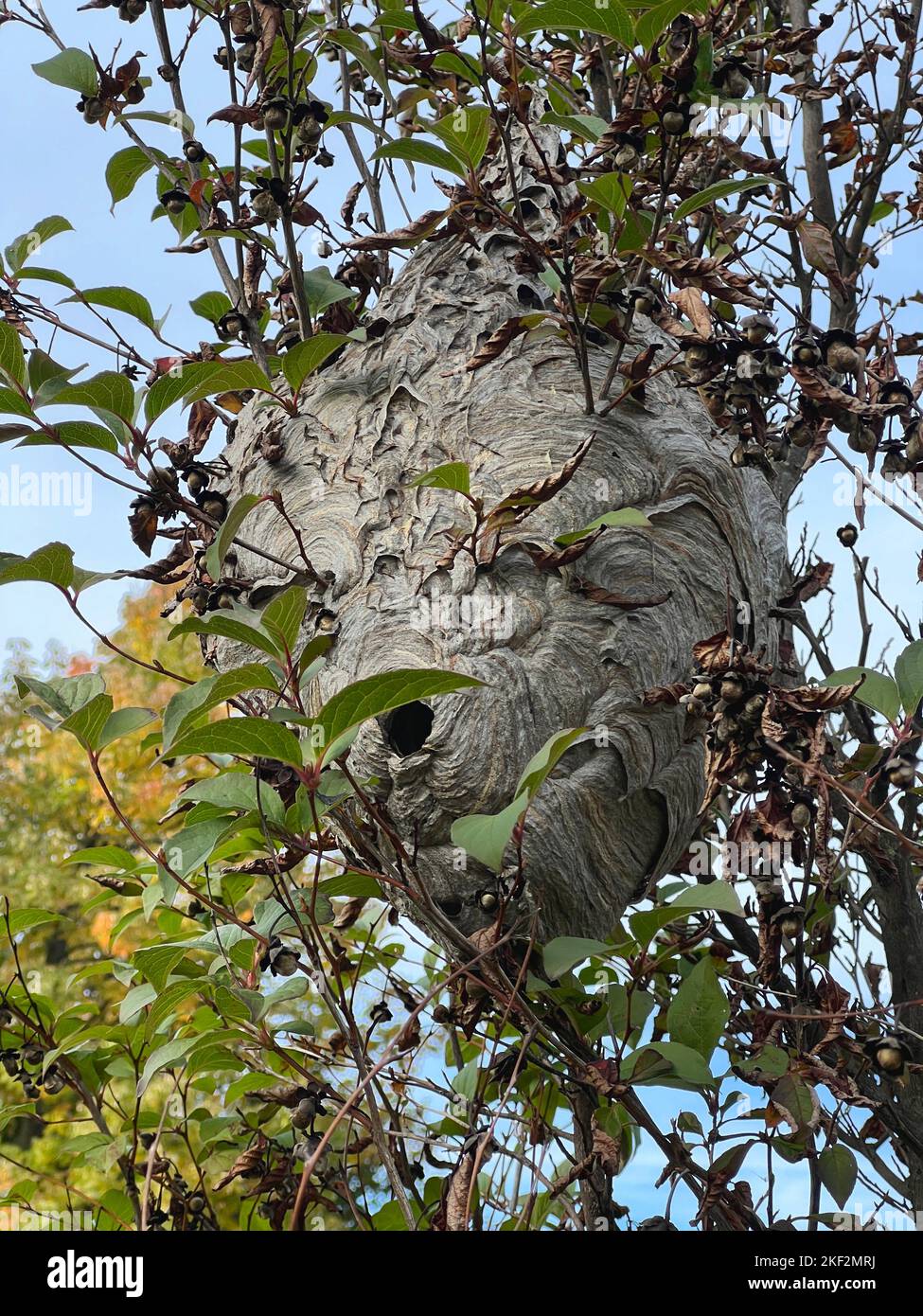 Großes Hornet-Nest mit der Öffnung oder dem Eingang, der in den Zweigen eines Baumes im Prospect Park, Brooklyn, New York, sichtbar ist. Stockfoto