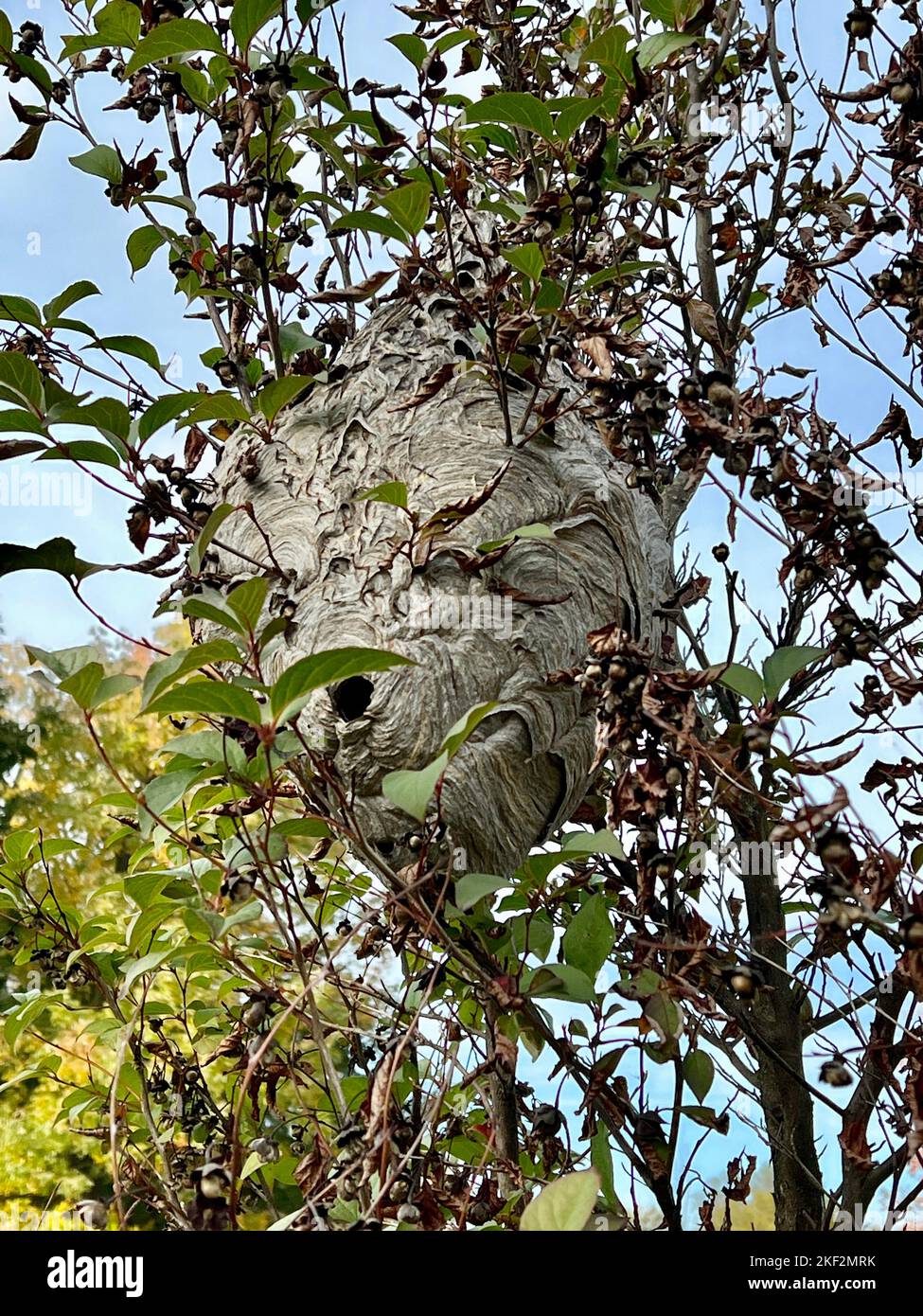 Großes Hornet-Nest mit der Öffnung oder dem Eingang, der in den Zweigen eines Baumes im Prospect Park, Brooklyn, New York, sichtbar ist. Stockfoto