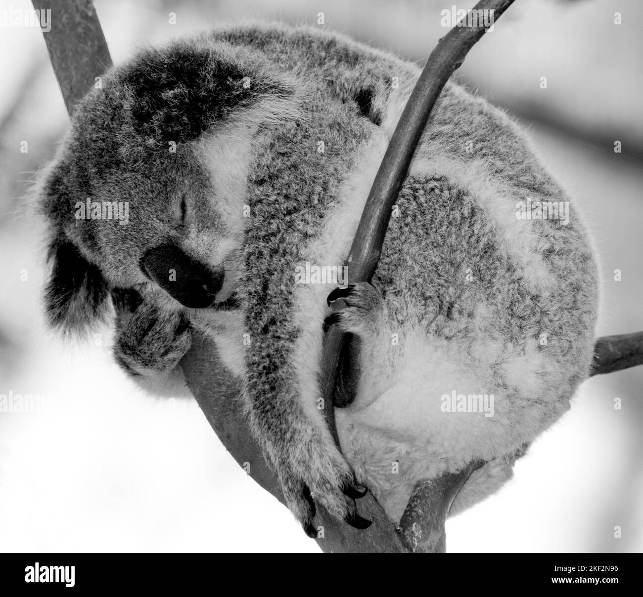 Der Koala-Bär ist einzigartig in Australien und frisst nur Blätter bestimmter Eukalyptusbäume Stockfoto
