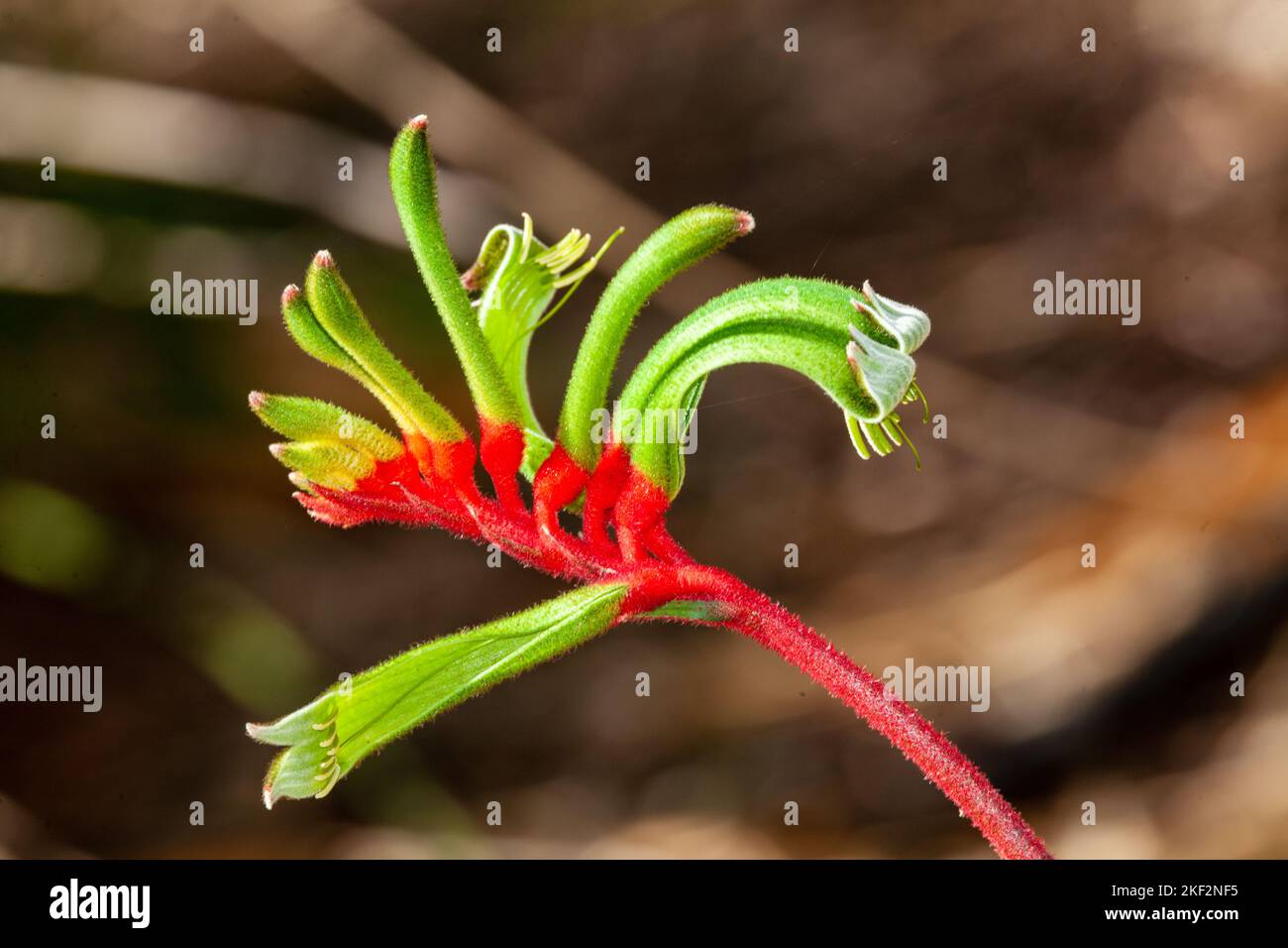 Anigozanthos manglesii, allgemein bekannt als die rot-grüne Kängurupfote, ist eine Pflanzenart, die im Westen der USA endemisch ist Stockfoto