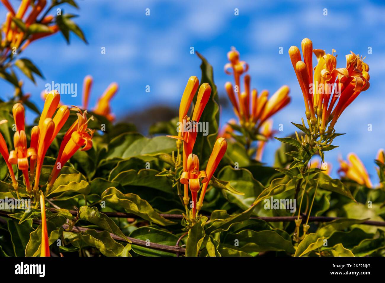 Pyrostegia venusta, auch bekannt als Flamevine- oder Orangentrompetenrebe, ist eine Pflanzenart der Gattung Pyrostegia der Familie Bignoniaceae ori Stockfoto