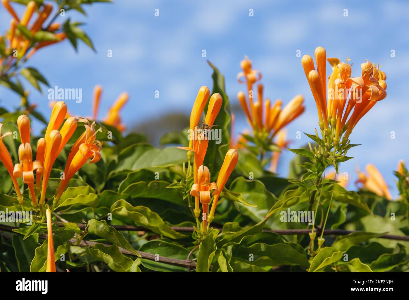 Pyrostegia venusta, auch bekannt als Flamevine- oder Orangentrompetenrebe, ist eine Pflanzenart der Gattung Pyrostegia der Familie Bignoniaceae ori Stockfoto