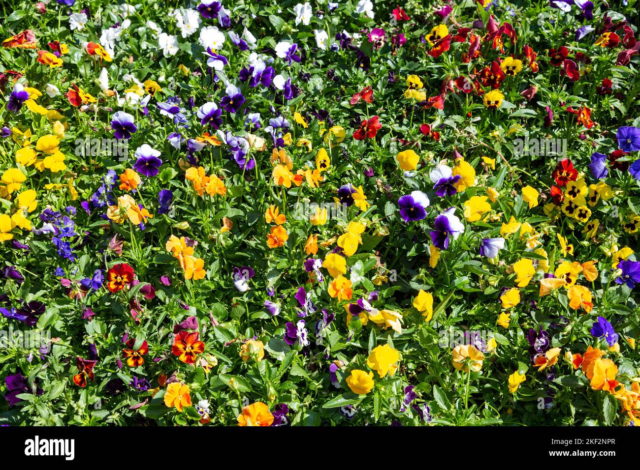 Die Gartenschnecke ist eine Art großblühiger Hybridpflanze, die als Gartenblume von mehreren Arten im Bereich Melanium der Gattung Viol angebaut wird Stockfoto