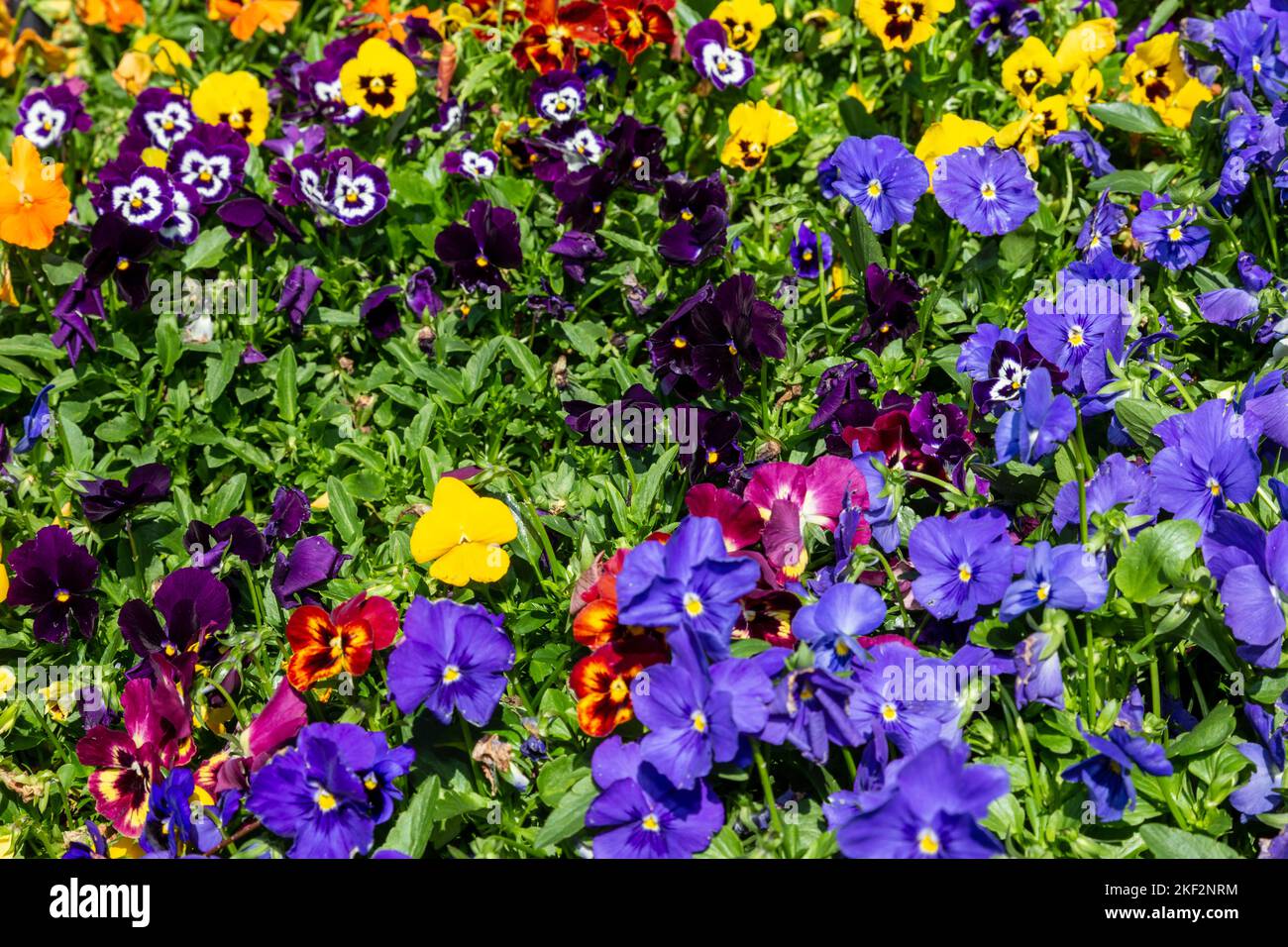 Die Gartenschnecke ist eine Art großblühiger Hybridpflanze, die als Gartenblume von mehreren Arten im Bereich Melanium der Gattung Viol angebaut wird Stockfoto