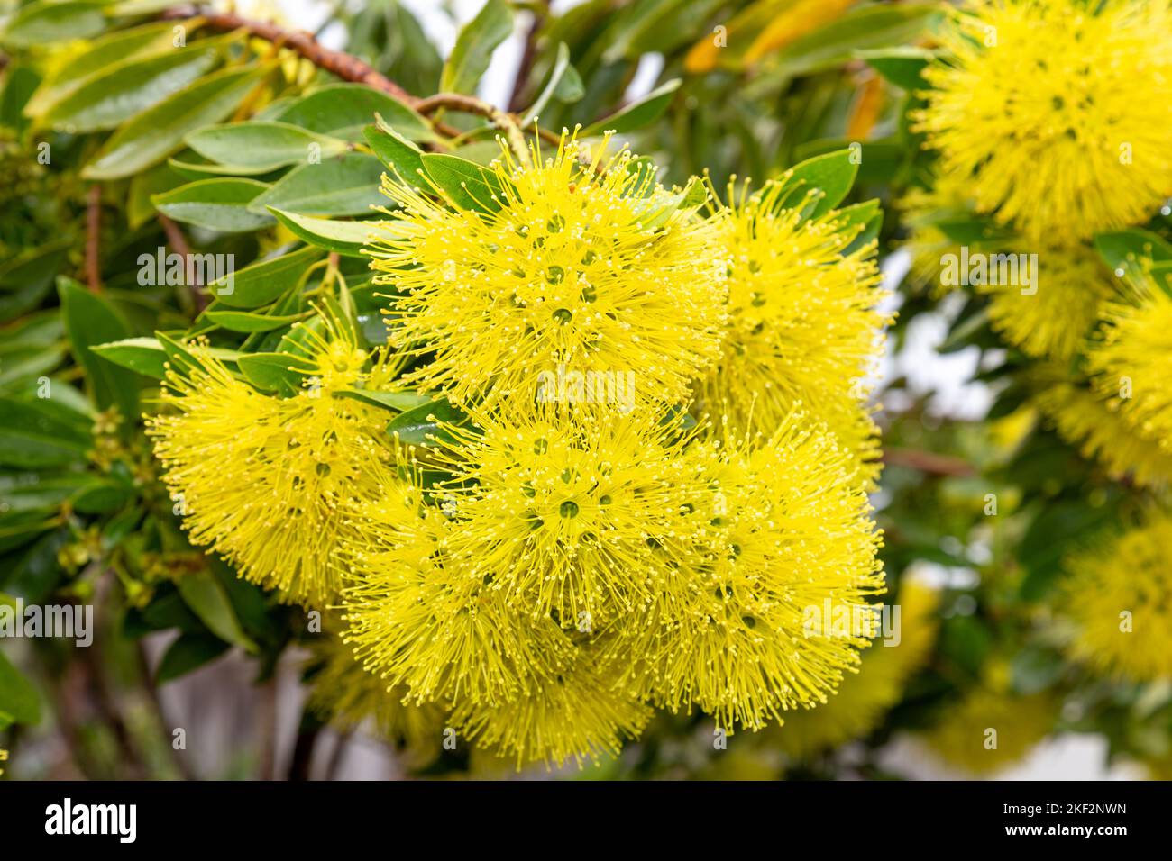 Xanthostemon chrysanthus, die goldene Penda oder First Love, ist eine Baumart aus der Myrtenfamilie Myrtaceae, die endemisch (nur in) Nord-ostern ist Stockfoto