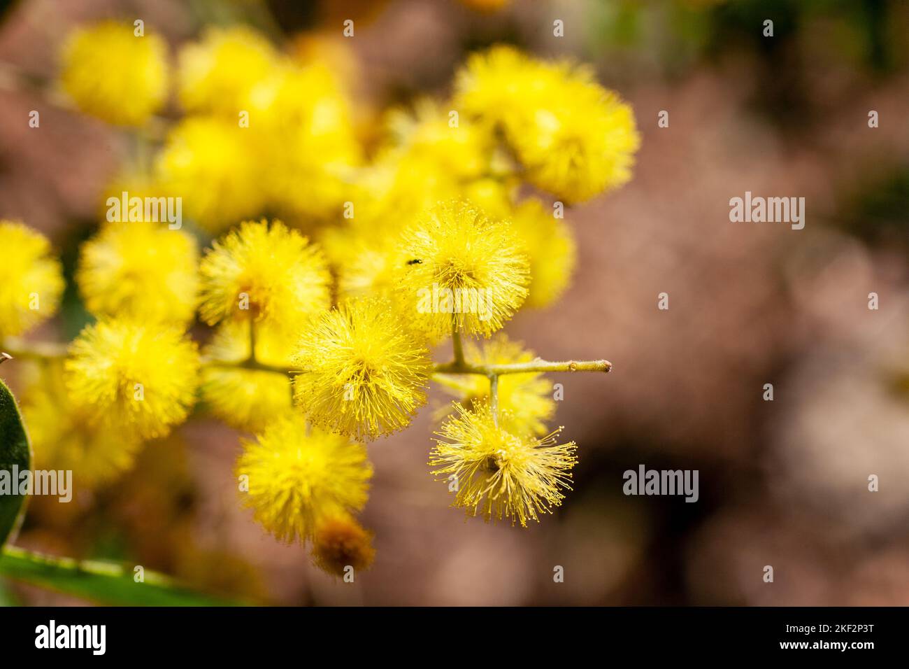 Der Golden Wattle (Acacia pycnantha) ist Australiens offizielles Blumenemblem. Stockfoto