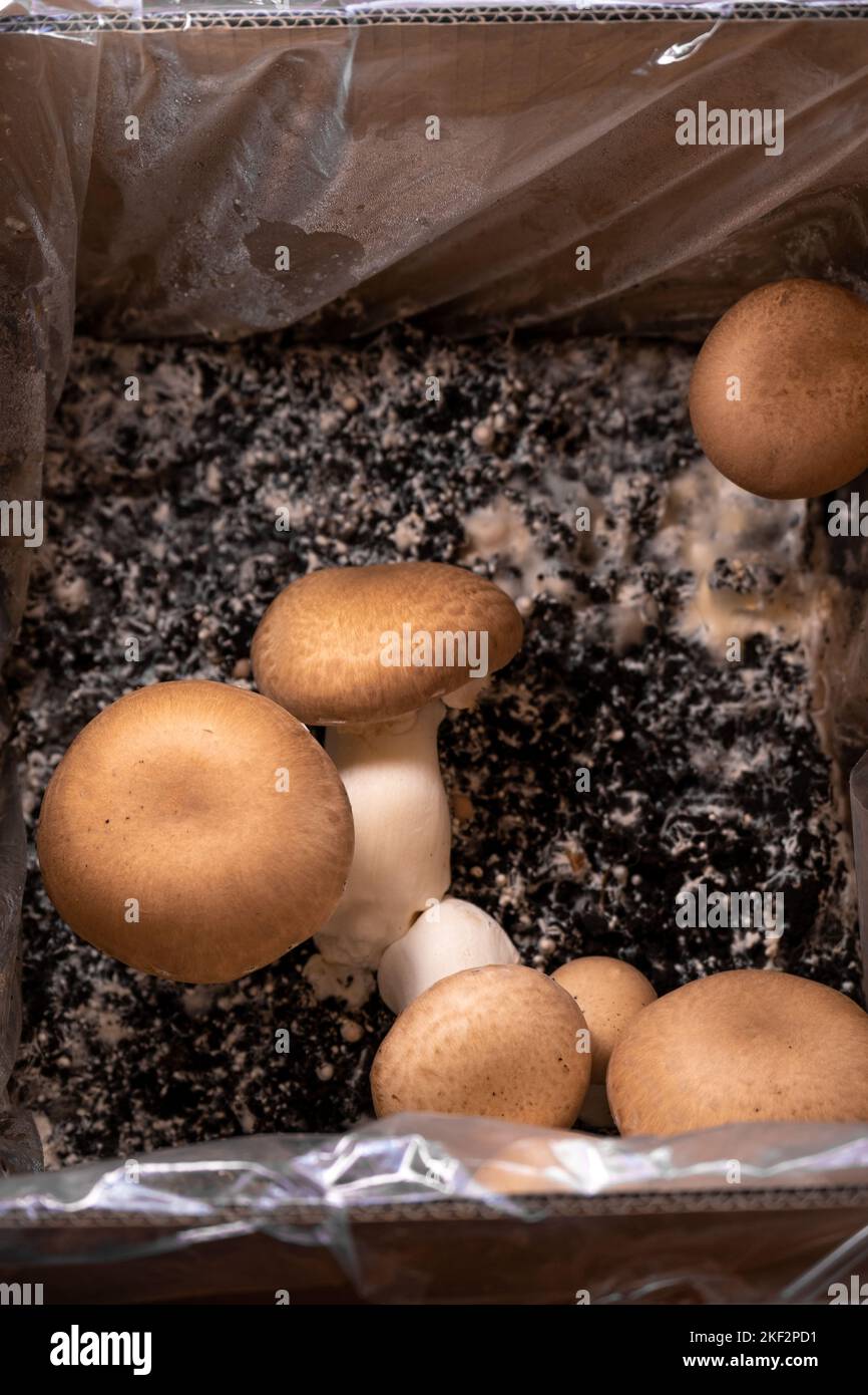 Braune Pilzschachtel. Pilze zu Hause anbauen. Champignons anbauen und sammeln. Viele Champignons Stockfoto