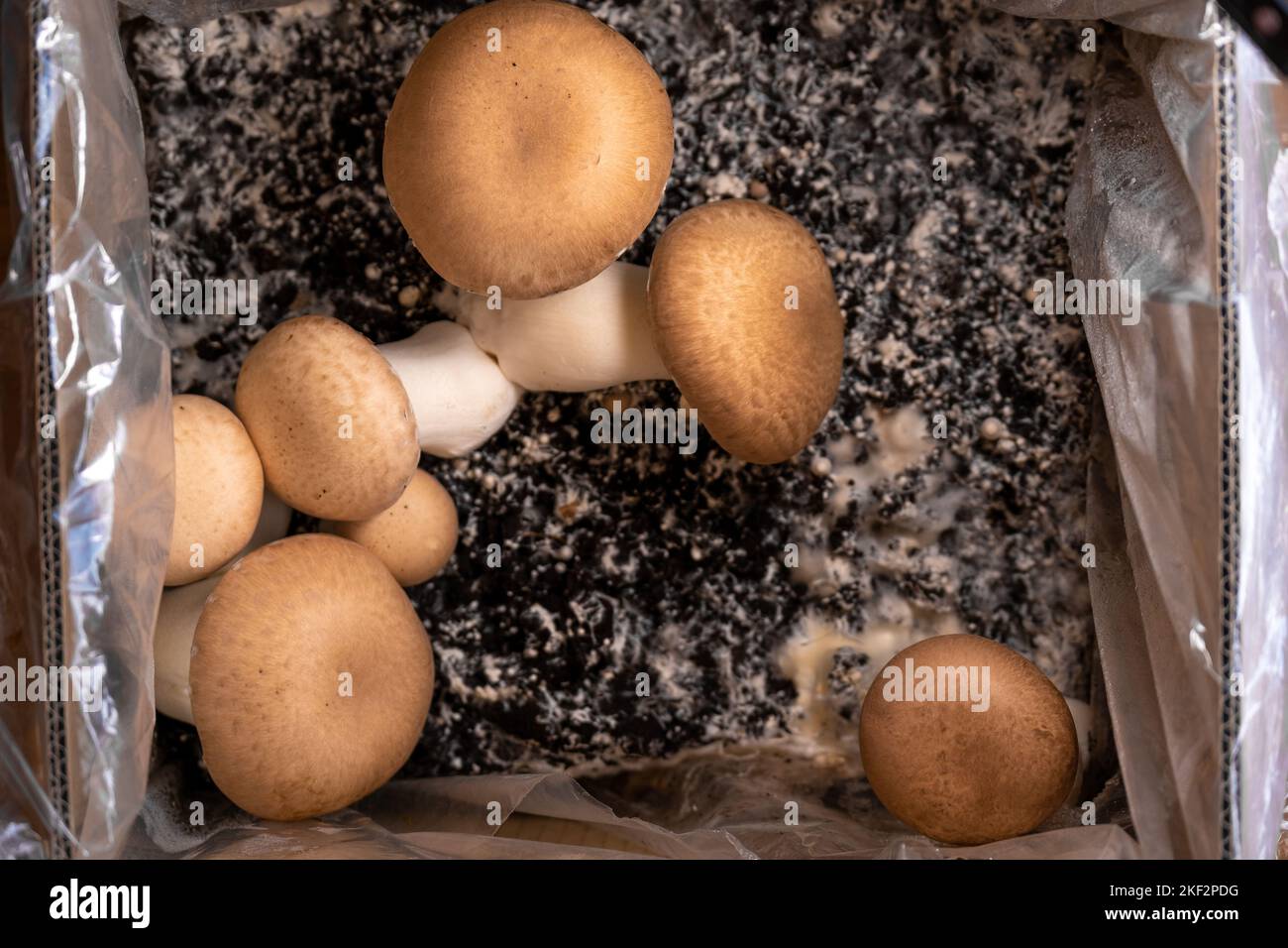 Braune Pilze in der Schachtel. Pilze zu Hause anbauen. Champignons Pilze in den Boden. Champignons anbauen und sammeln. Viele Champignons Stockfoto