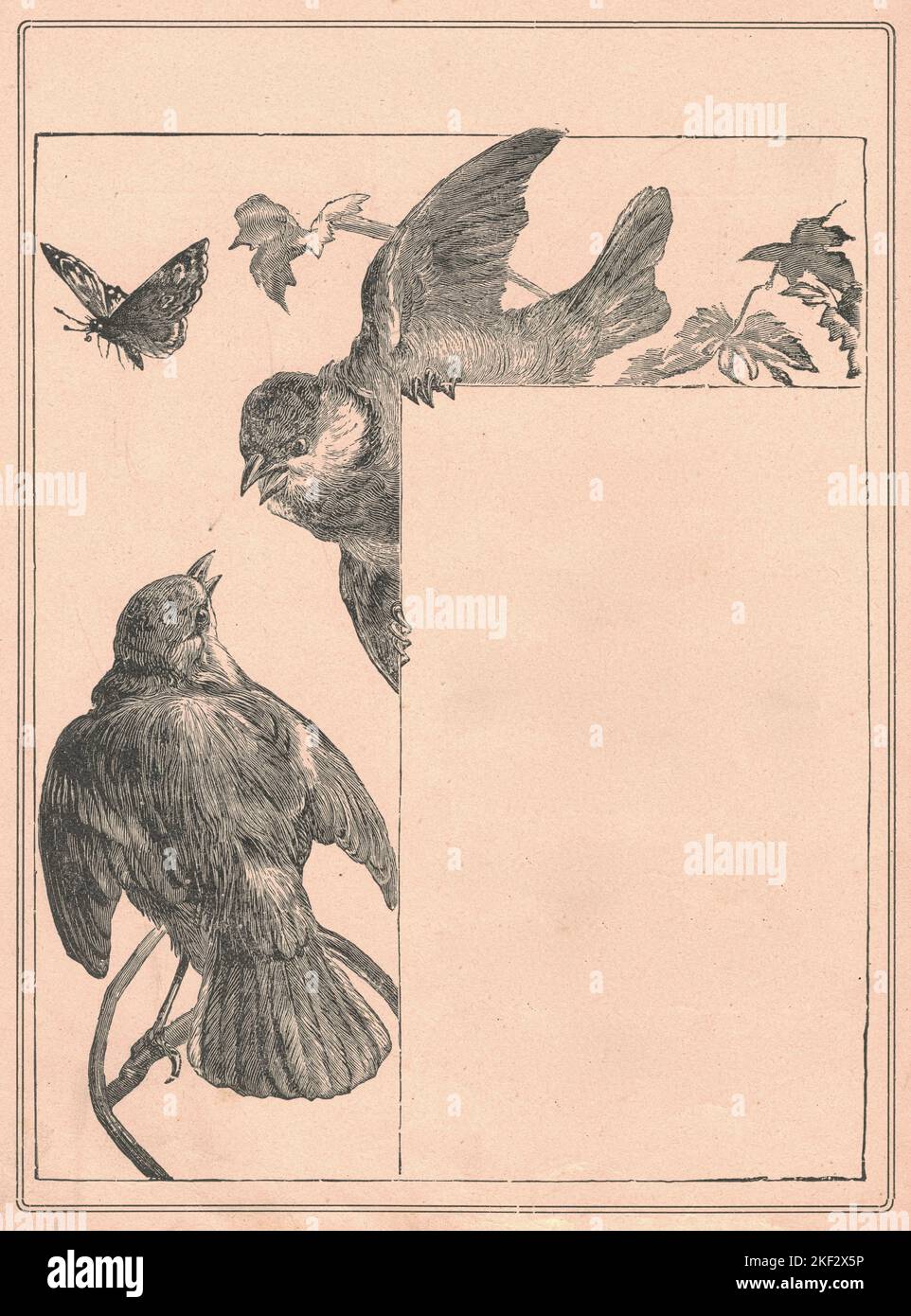 Schwarz-weiße antike Illustration der Vögel. Vintage wunderbare Illustration der Sperlinge. Altes fabelhaftes Bild aus dem Märchenbuch. Storybook Illustration veröffentlicht 1910. Von den frühen 1800s Zeitungen, Massenmarktzeitschriften und Bildbänden waren die dominierenden Verbrauchermedien in Europa und der Neuen Welt geworden. Im 19.. Jahrhundert haben die Entwicklungen in der Drucktechnologie die Illustratoren dazu gebracht, mit Farb- und Rendering-Techniken zu experimentieren. Diese Entwicklungen im Druck betrafen alle Bereiche der Literatur, von Kochbüchern, Fotografie und Reiseführern bis hin zu Kinderbüchern. Außerdem Stockfoto