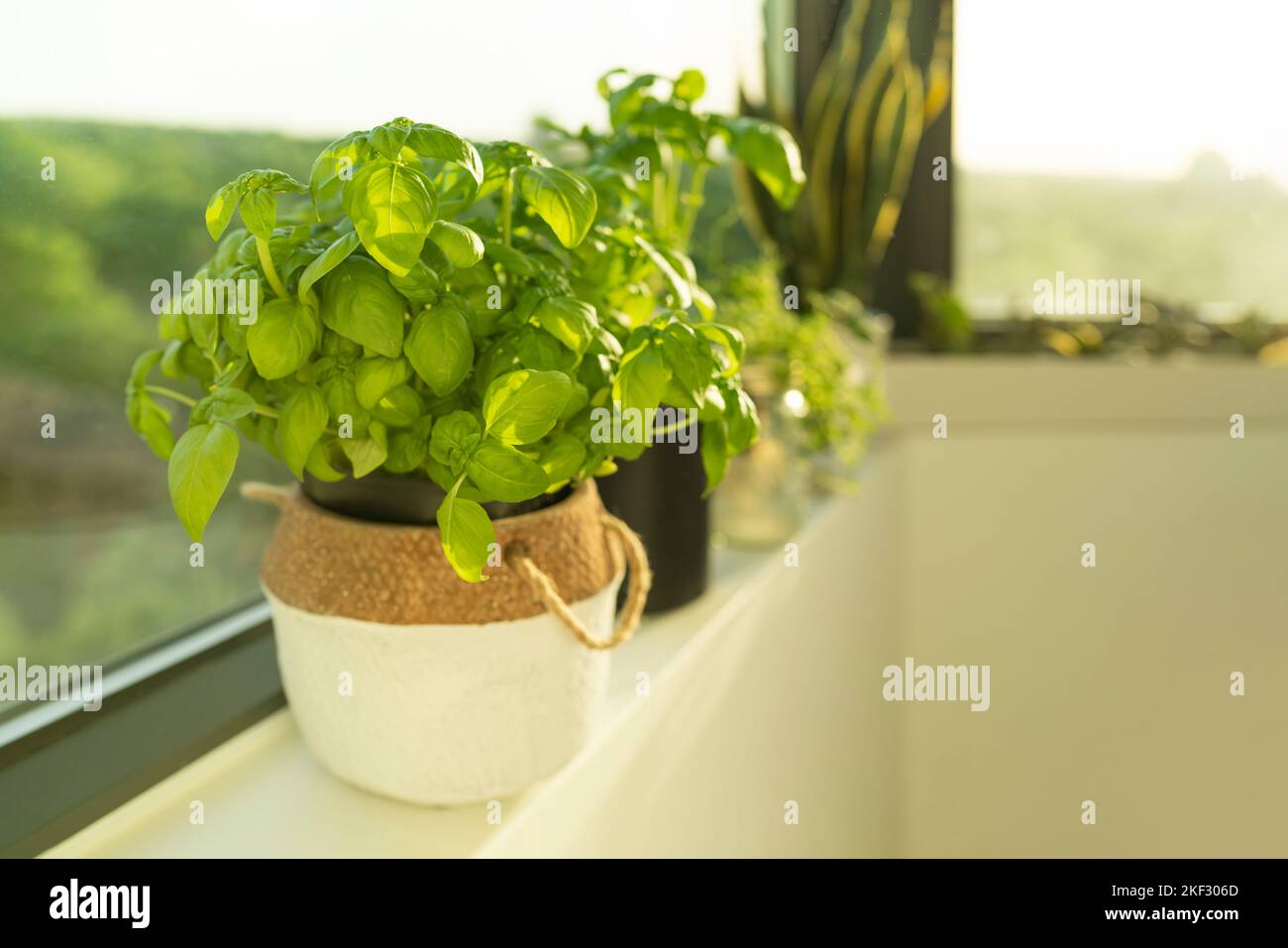 Frische Genueser Basilikum Pflanze zu Hause Fensterbank Innenwohnung einfach Kräuter Gartenarbeit. Pflanzen in Pflanzgefäßen Garten Stockfoto