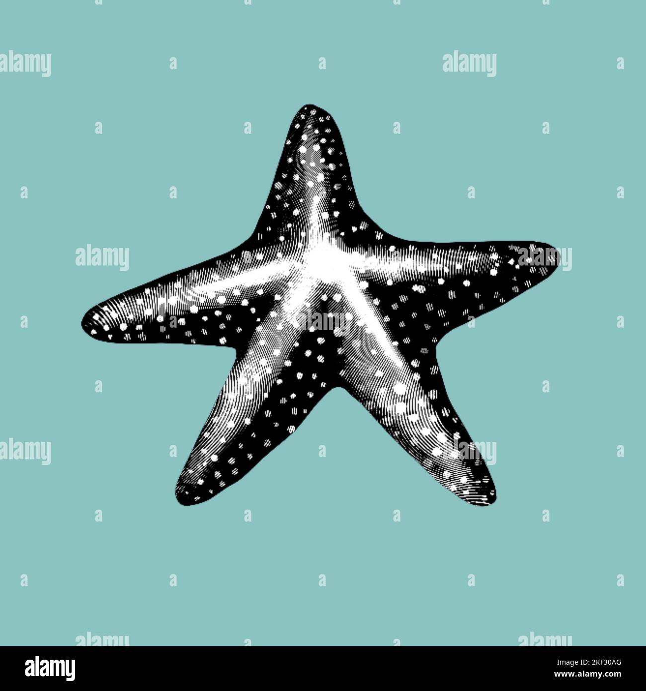 Eine grafische Gravur eines Seestern. Realistische Darstellung von Seestern in Schwarz-Weiß Stockfoto