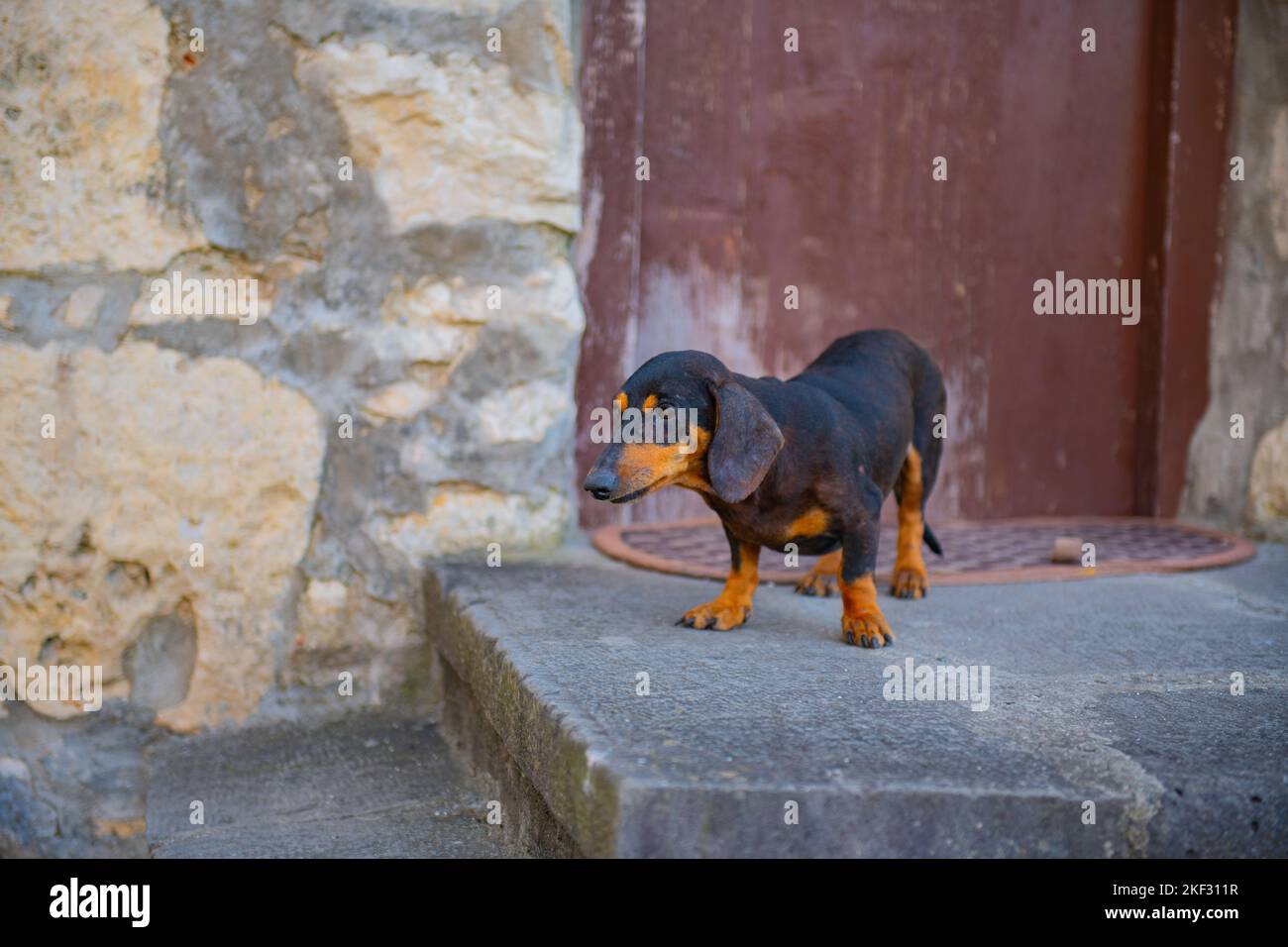 Ein Dackel-Hund steht auf einer felsigen Veranda Stockfoto