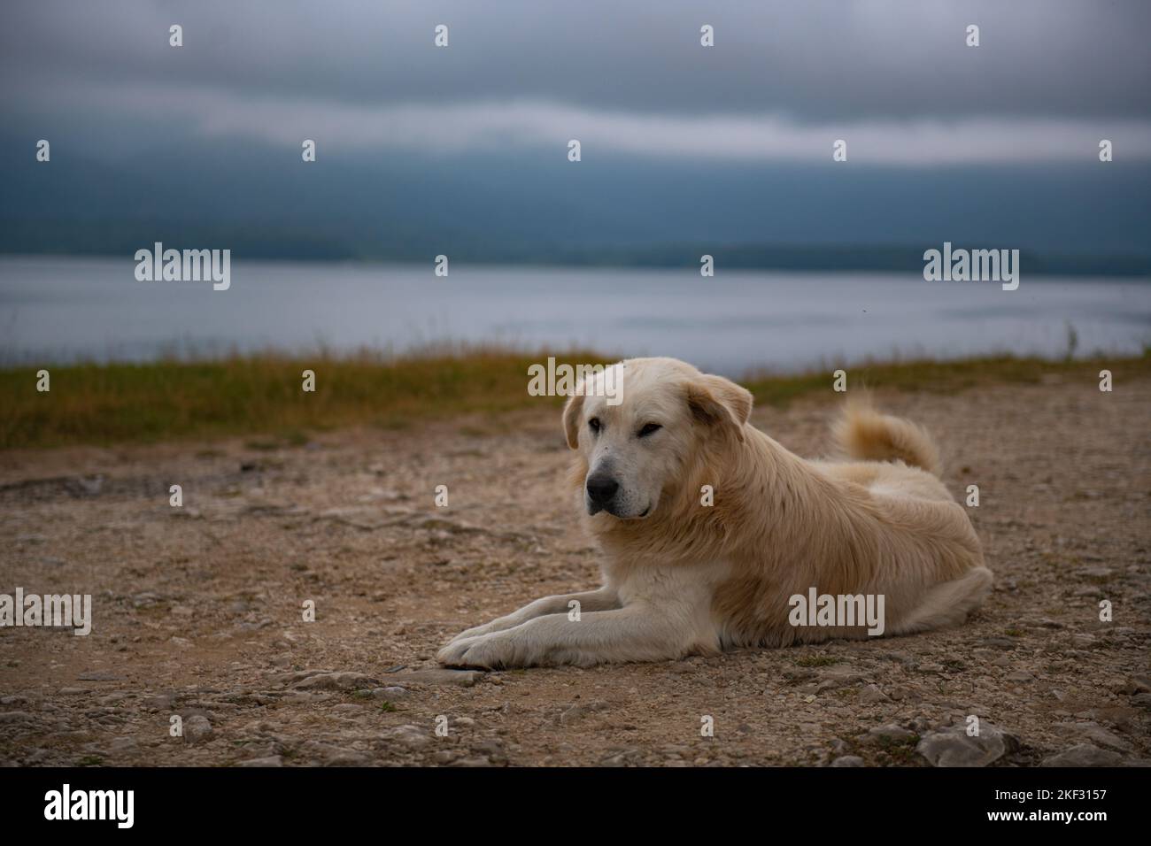 Golden Retriever liegt am Ufer des Shaor-Stausees Stockfoto
