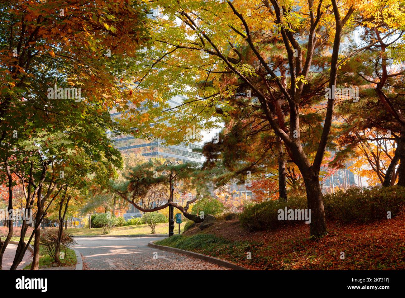 Herbst des Yeouido Parks in Seoul, Korea Stockfoto