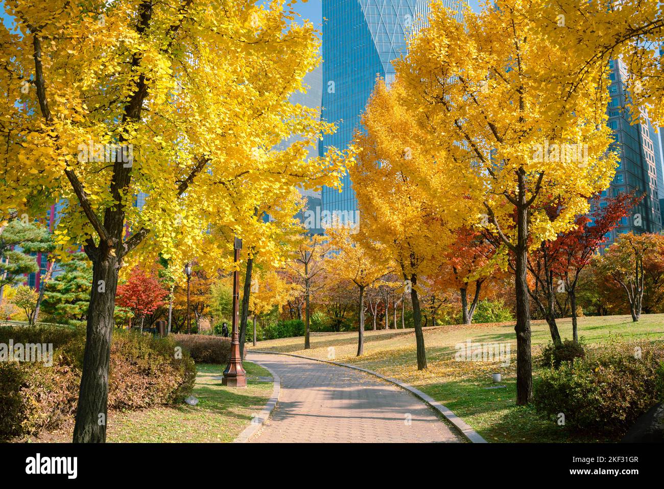 Herbst des Yeouido Parks in Seoul, Korea Stockfoto