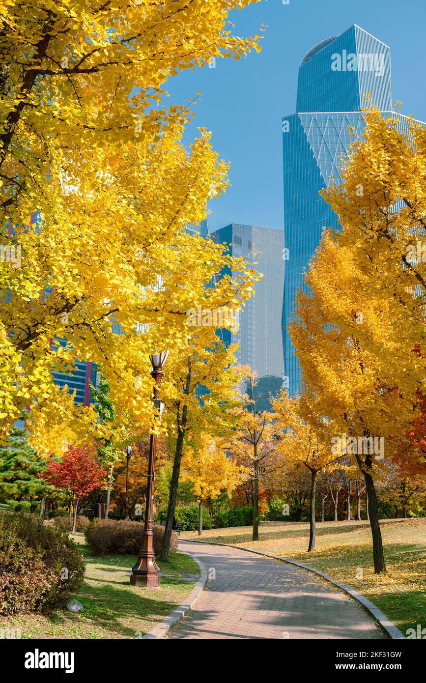 Herbst des Yeouido Parks in Seoul, Korea Stockfoto