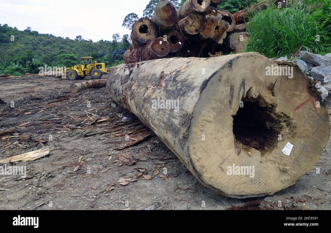 Holzeinschlag im Regenwald, Perak, Malaysia. Kein MR oder PR Stockfoto
