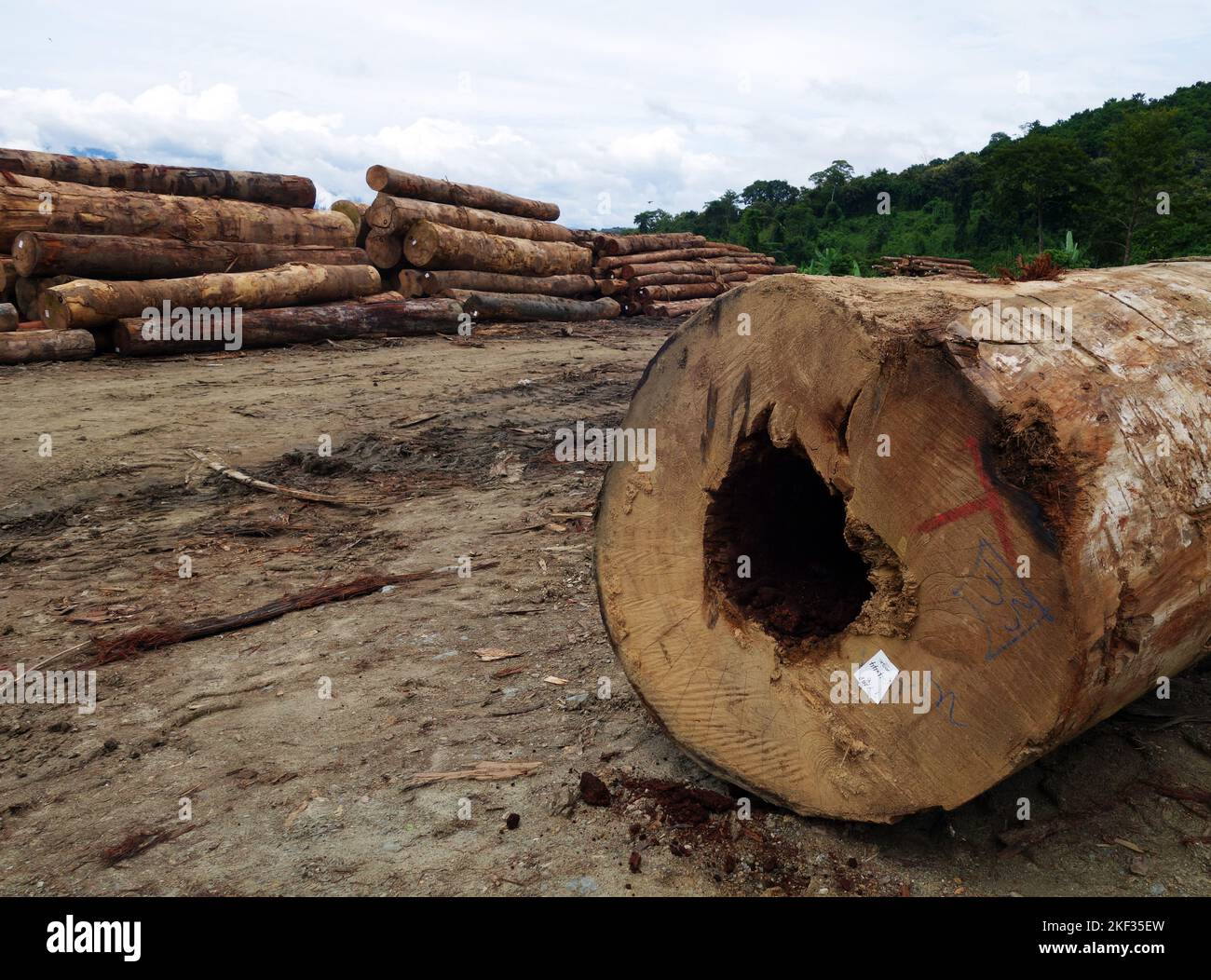 Holzeinschlag im Regenwald, Perak, Malaysia. Kein MR oder PR Stockfoto
