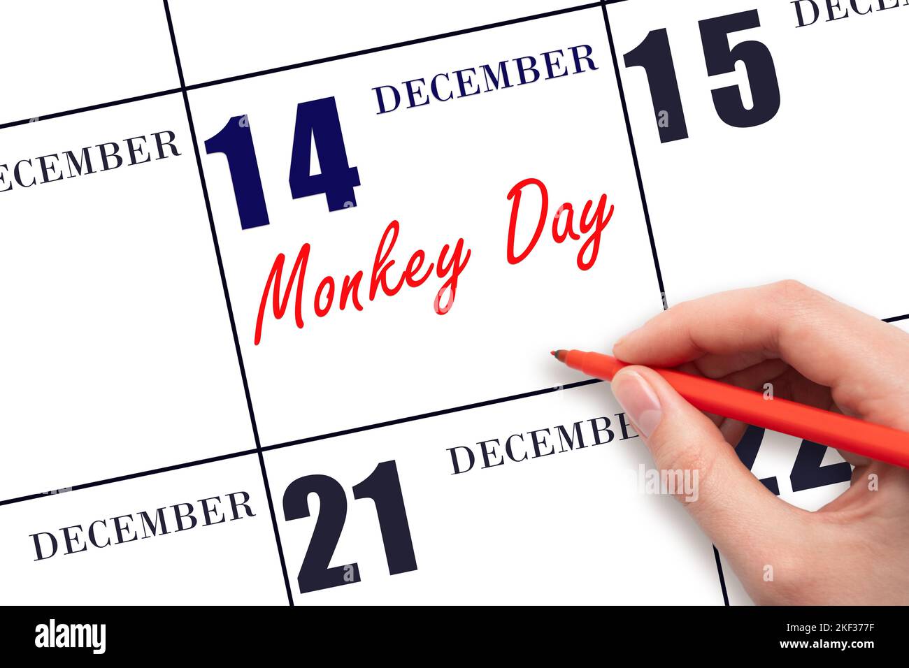 Dezember 14. Handschriftlicher Text Monkey Day am Kalenderdatum. Speichern Sie das Datum. Tag des Jahres Konzept. Stockfoto