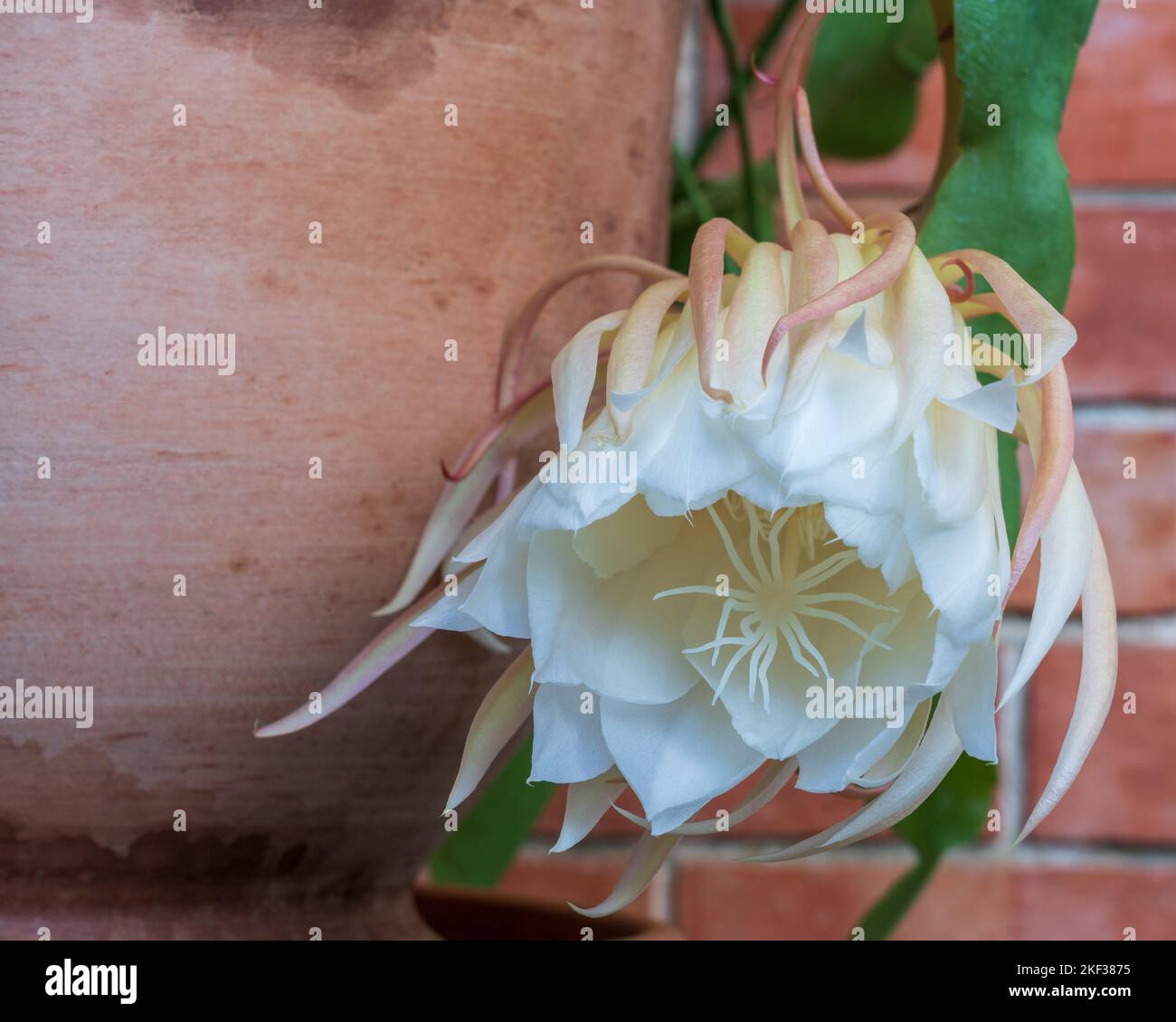 monstera adansonii standort Monstera Adansonii | Monstera Ableger