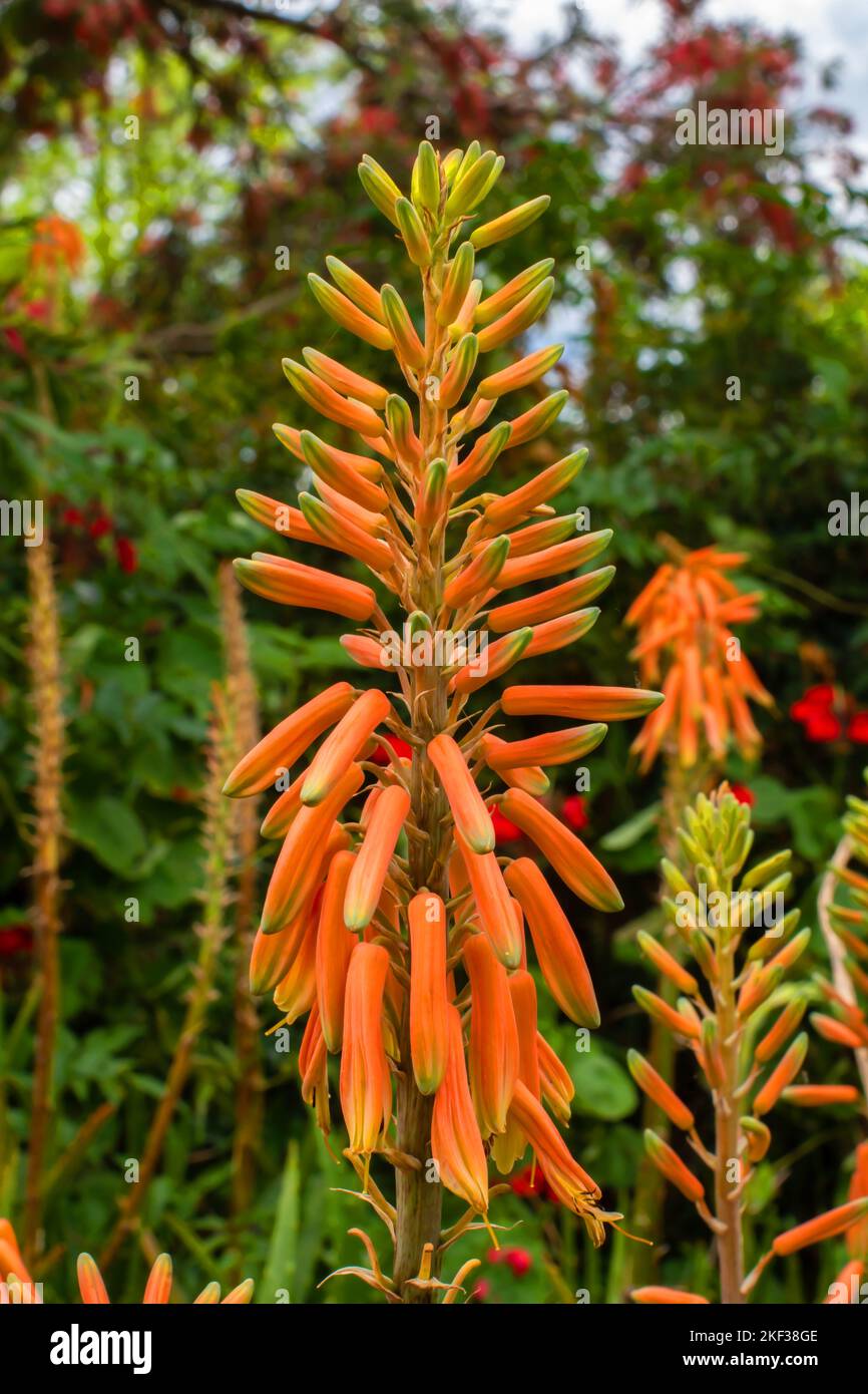 Nahaufnahme von orangen Blüten einer Aloe Vera Pflanze Stockfoto