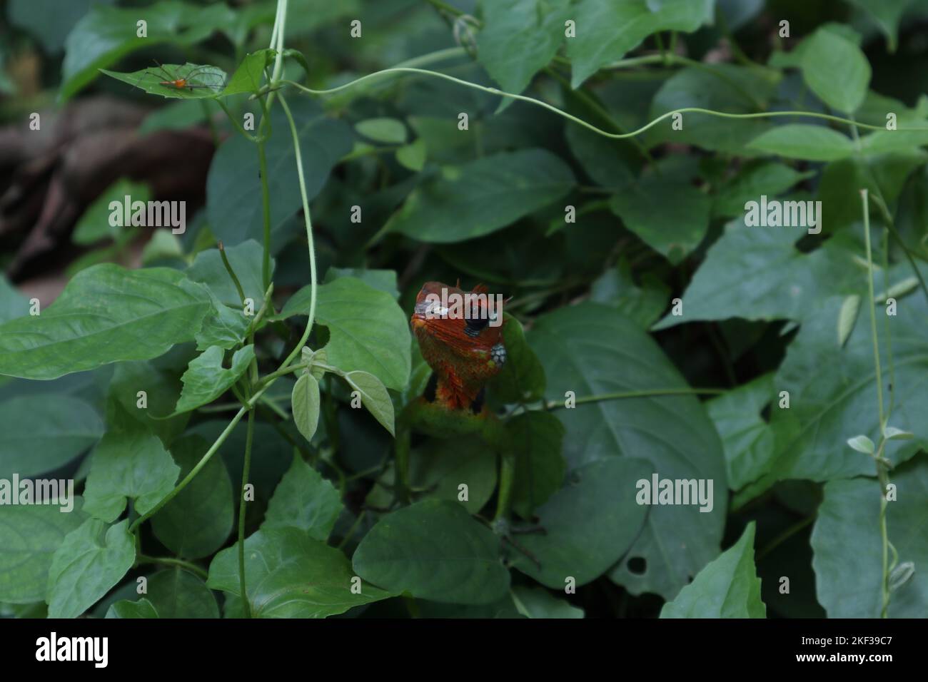 Vorderkopfansicht einer männlichen grünen Waldeidechse (Calotes Calotes) mit dem leuchtend roten Kopf blickt die Eidechse auf eine orangefarbene Spinne auf einem Blatt Stockfoto